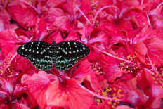 Israeli scientists find flowers can hear insects