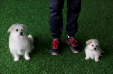 Two of a kind: China's first pet cloning service duplicates star pooch
