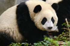 App tells one panda from another