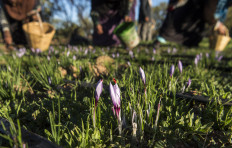 Moroccan labourers pick saffron flowers in a field in the Taliouine region in southwestern Morocco, on Nov. 7, 2018
