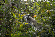 Madagascar, a huge island with extreme poverty and natural beauty