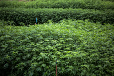 Hemp plants are cultivated at the Royal Agricultural Station Pang Da in Samoeng, Chiang Mai.