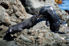 Outrage as six baby seals decapitated in New Zealand