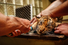 Two endangered tigers born in North Sumatra