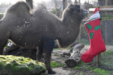 Stockings and puddings as London Zoo animals get Christmas treats