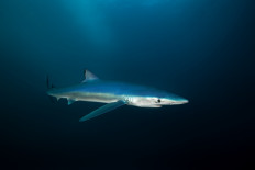 Shop selling shark products hoping to revive tsunami-hit Japan city