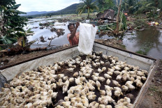 Tweety pies: A poultry breeder relocates chicks from chicken coops damaged by the Sunda Strait tsunami at Carita Beach in Pandeglang, Banten, on Monday December 24, 2018. JP/Dhoni Setiawan