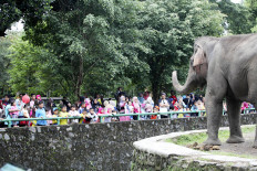 Jakarta allocates Rp 1 billion for zoo renovation design competition