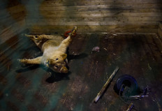 Runaway lion, wounded elk find home in Russian shelter