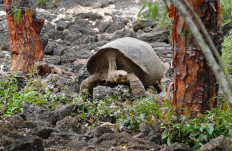  Galapagos island gets 36 endangered giant tortoises 
