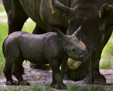 Child enters US rhino enclosure, treated in hospital