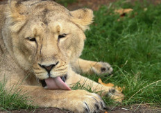 Prague zoo hopes rare lion insemination sows seed for survival