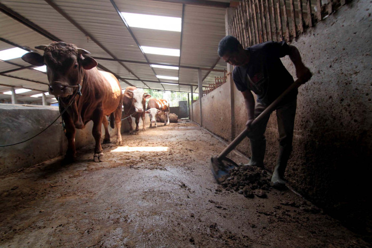 A farmer cleans a cowshed in Urut Sewu village, Boyolali regency, Central Java.