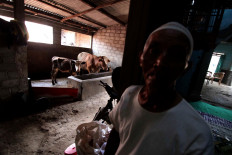 Karsiman shows off his cattle whose dung is produce biogas. JP/Maksum Nur Fauzan