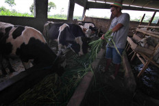 Eko feeds grass to his cattle. JP/Maksum Nur Fauzan