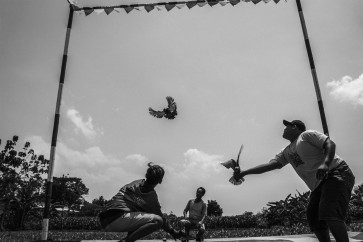 Temptation of Pigeon Racing