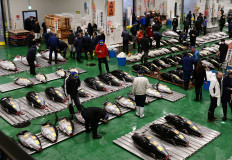 Record $3.1m paid in New Year's tuna auction at Japan's new market