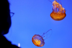 Countless jellyfish leave Probolinggo waters after stealing locals’ attention