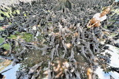 Sowek's sustainable mangrove management