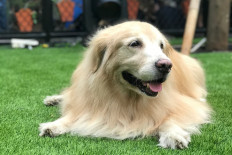 New dog park Paws caters to Kelapa Gading shoppers