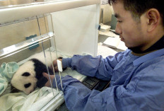 A life of a panda breeder is no walk in the park