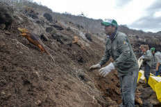 Iguanas reintroduced to Santiago Island in Galapagos