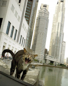 Fur-midable: Singapore foils cat-in-trousers smuggling bid