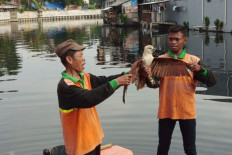 Endangered eagle falls in North Jakarta river