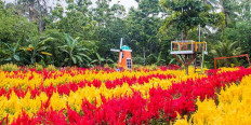 Klaten flower garden offers colorful experience