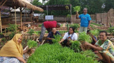 Urban farming groups in South Jakarta harvest 149 kilograms of vegetables