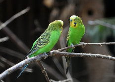 Intelligent males may make female birds swoon: Study