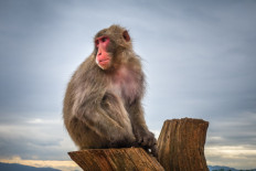 Monkeying about: Japan macaques on high-wire stroll go viral
