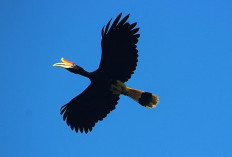 Man nabbed in Riau for allegedly slaughtering, cooking hornbill