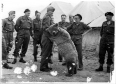 Animated film to spotlight bear that served in WWII