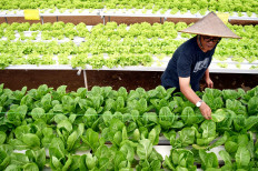 Escaping the rice trap: Why our farmers need a new path