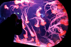 Paris Aquarium highlights jellyfish boom in warmer seas