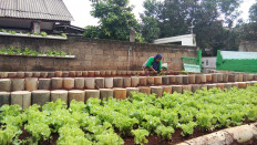 Urban farming a solution to food security issues during pandemic