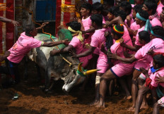 Two gored to death at India bull-wrestling festival