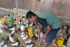 Palu inmates teach survivors how to breed chickens