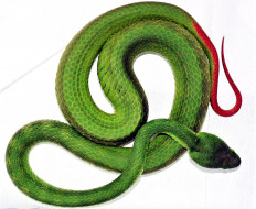Up close: Green pit vipers are responsible for most venomous snakebites on Java.