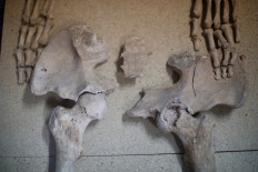 Roman remains unearthed near famous Lisbon restaurant