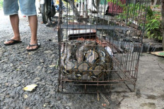 Man killed by pet python in West Java
