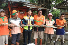 Pythons make appearance in Jakarta as rainy season hits peak