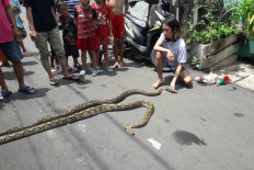 Floods sweep pythons into residential areas in Jakarta