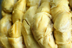 Stinkin' sky-high: Indonesian durians fetch $1,000 apiece