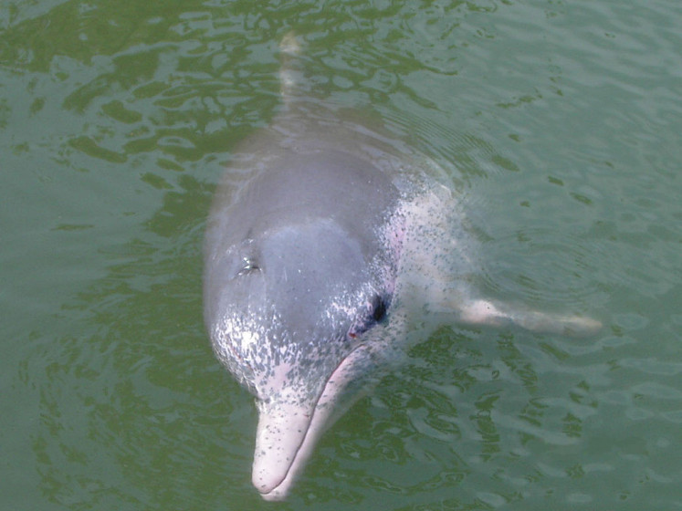 A humpback dolphin. 