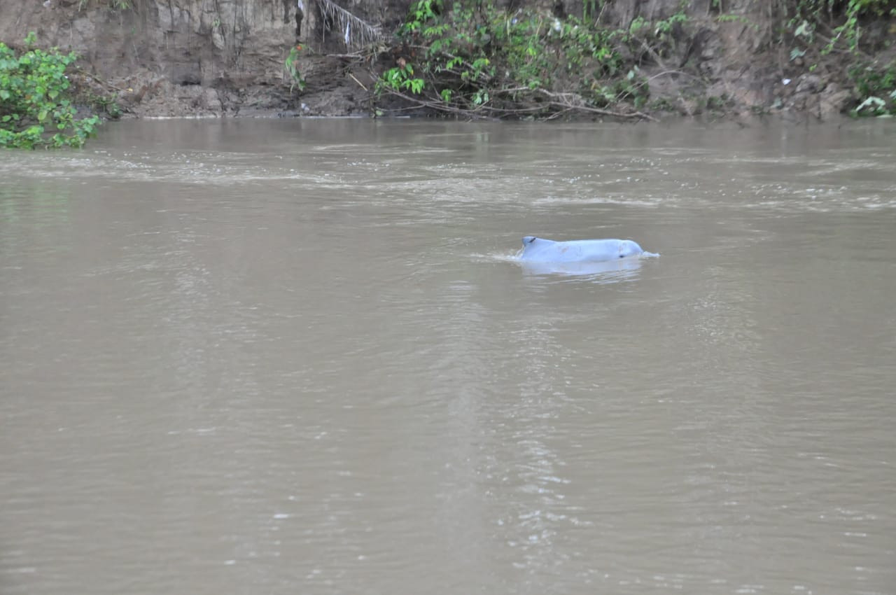 A young humpback dolphin swims in Kualuh River in North Labuhan Batu regency in North Sumatra on Jan. 31, 2019. A joint team is trying to catch it to return it to the sea. 