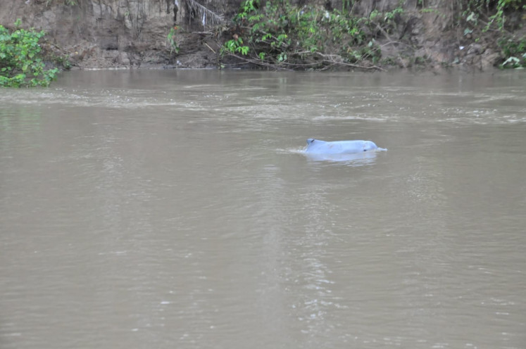 A young humpback dolphin swims in Kualuh River in North Labuhan Batu regency in North Sumatra on Jan. 31, 2019. A joint team is trying to catch it to return it to the sea. 
