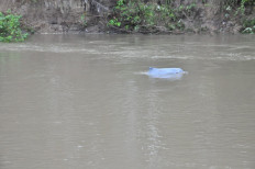 A young humpback dolphin swims in Kualuh River in North Labuhan Batu regency in North Sumatra on Jan. 31, 2019. A joint team is trying to catch it to return it to the sea. 