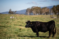 This picture taken on Oct. 13, 2018 shows a cow at a ranch raising livestock for wagyu beef in Takayama. In a lush field in the heart of the Japanese mountains, a herd of glossy black cows roam happily -- prime examples of the area's Hida brand of wagyu beef.
